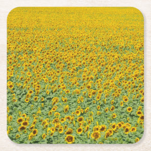 Posavasos Cuadrado De Papel Campo amarillo del girasol