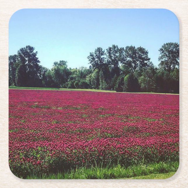 Posavasos Cuadrado De Papel Campo Crimson Clover (Anverso)