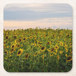 Posavasos Cuadrado De Papel Campo de girasol en luz nocturna