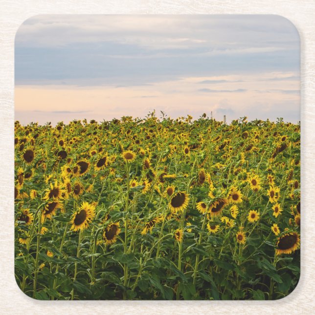 Posavasos Cuadrado De Papel Campo de girasol en luz nocturna (Anverso)