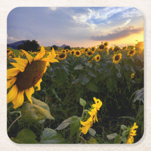 Posavasos Cuadrado De Papel Campo de girasoles florecientes