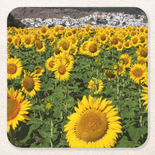 Posavasos Cuadrado De Papel Campos de girasoles, pueblo de la colina blanca de