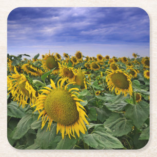 Posavasos Cuadrado De Papel Campos del girasol de California
