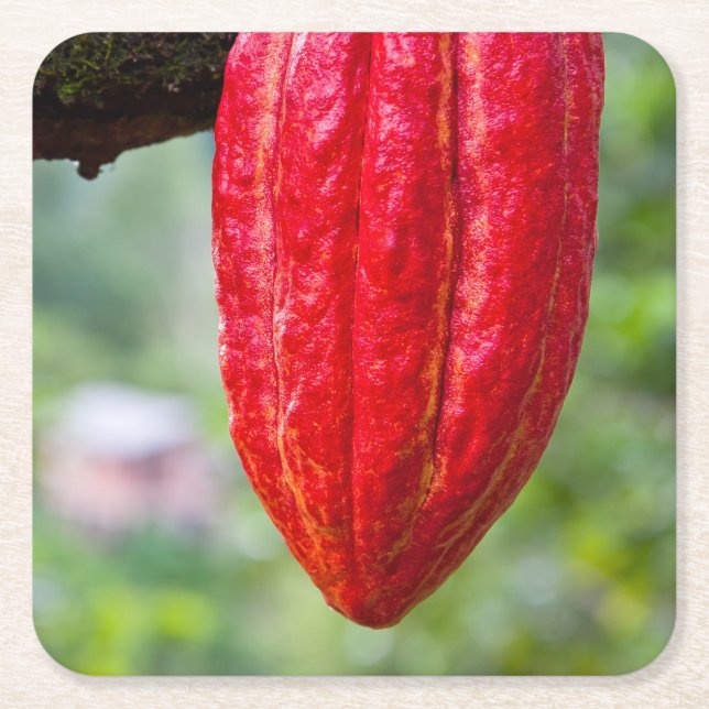 Posavasos Cuadrado De Papel caña de cacao (Anverso)