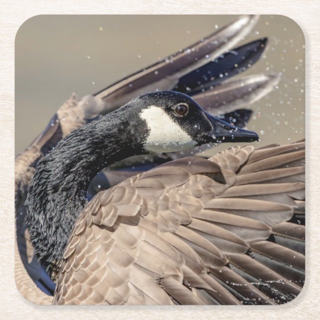Posavasos Cuadrado De Papel Canada Goose (Anverso)