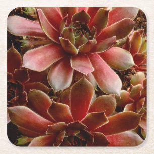 Posavasos Cuadrado De Papel Canadá, . Planta suculenta