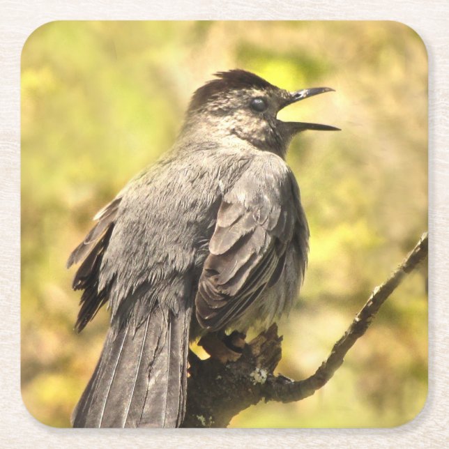 Posavasos Cuadrado De Papel Cantando Gray Catbird Coasters (Anverso)