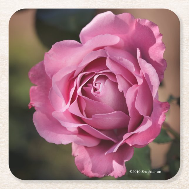 Posavasos Cuadrado De Papel Cara del ángel subió (Anverso)