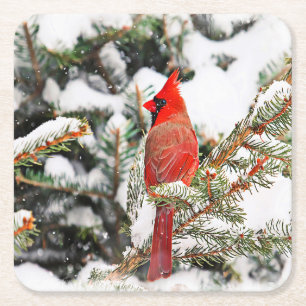 Posavasos Cuadrado De Papel Cardenal en un pino