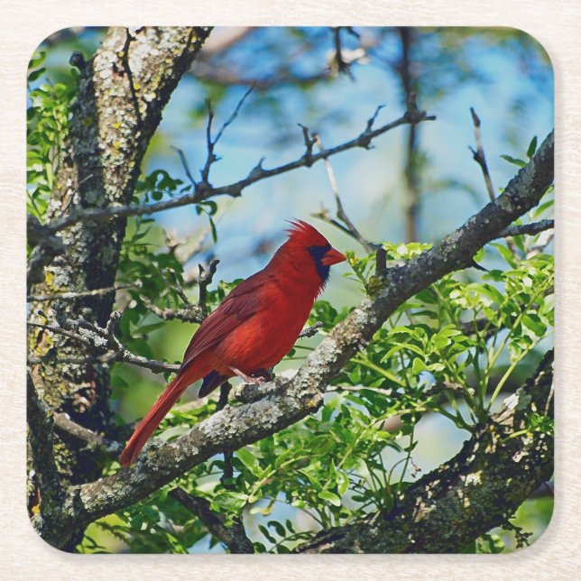 Posavasos Cuadrado De Papel Cardenal Rojo Fotografía de pájaro salvaje (Anverso)