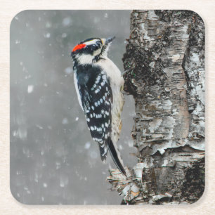 Posavasos Cuadrado De Papel Carpintero lechoso en nieve - Fotografía original