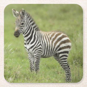Posavasos Cuadrado De Papel Cebra joven en el llano de Serengeti