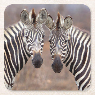 Posavasos Cuadrado De Papel Cebras comunes, Parque Nacional Kruger