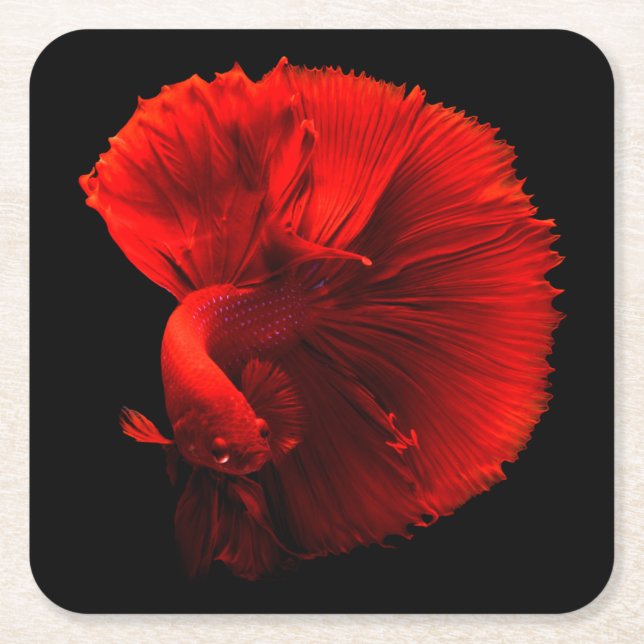 Posavasos Cuadrado De Papel Centro de peces de cola roja (Anverso)