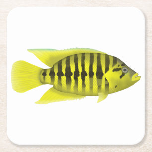 Posavasos Cuadrado De Papel Chaqueta Amarilla Cichlid