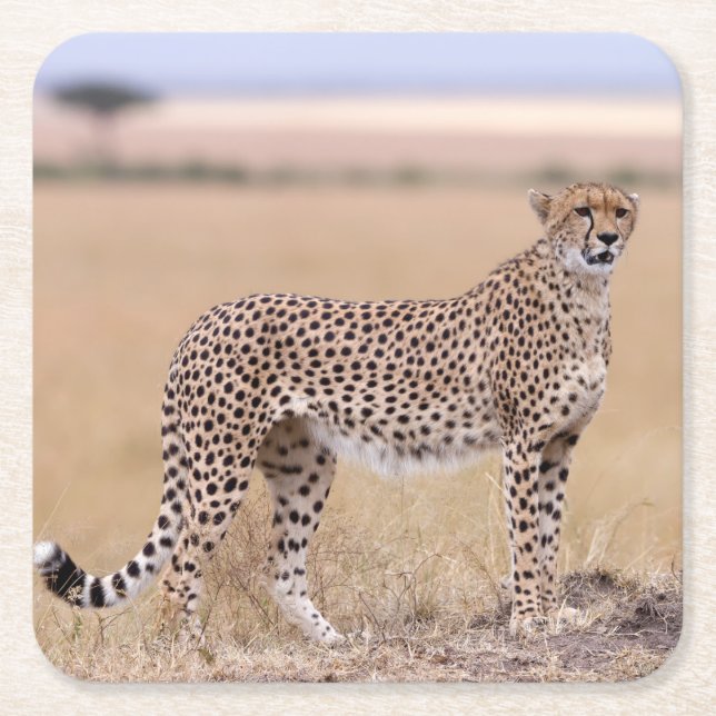 Posavasos Cuadrado De Papel Cheetah (Anverso)