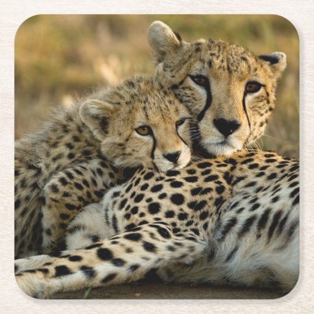 Posavasos Cuadrado De Papel Cheetah Cub contrabandeando a su mamá (Anverso)