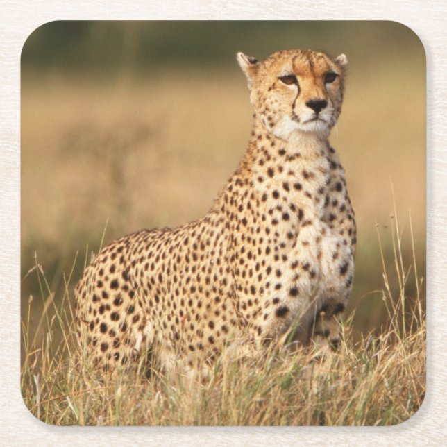 Posavasos Cuadrado De Papel Cheetah en pequeños montones para una mejor visibi (Anverso)