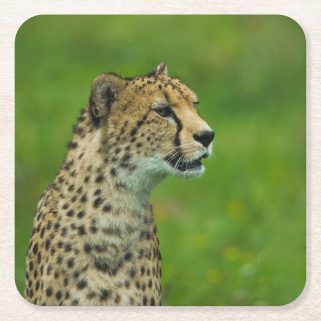 Posavasos Cuadrado De Papel Cheetah On A Lookout (Anverso)