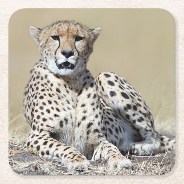 Posavasos Cuadrado De Papel Chita en Masai Mara en Kenia. Foto (Anverso)