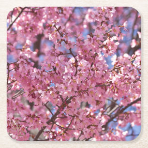 Posavasos Cuadrado De Papel Cielo de Flor de Cerezo Rosa Sakura