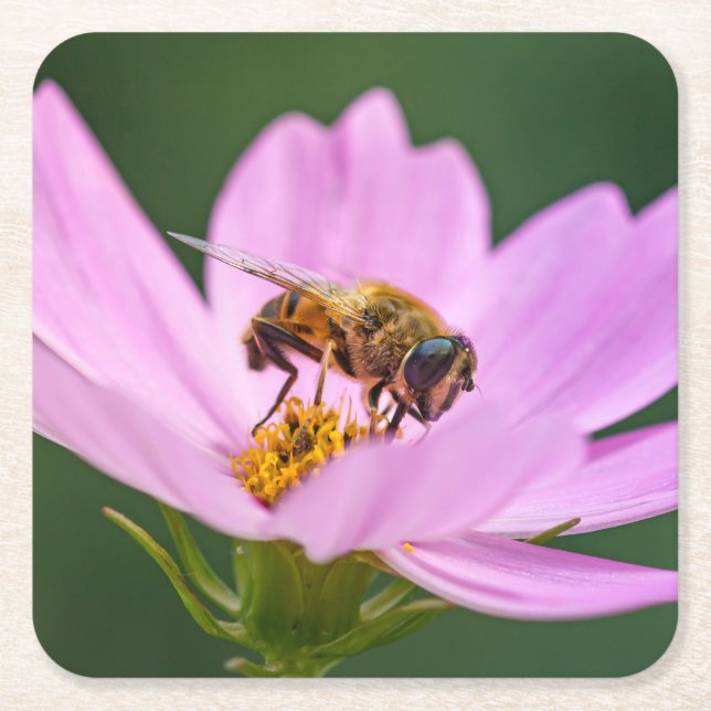 Posavasos Cuadrado De Papel Cierre de una abeja sobre la flor morada (Anverso)