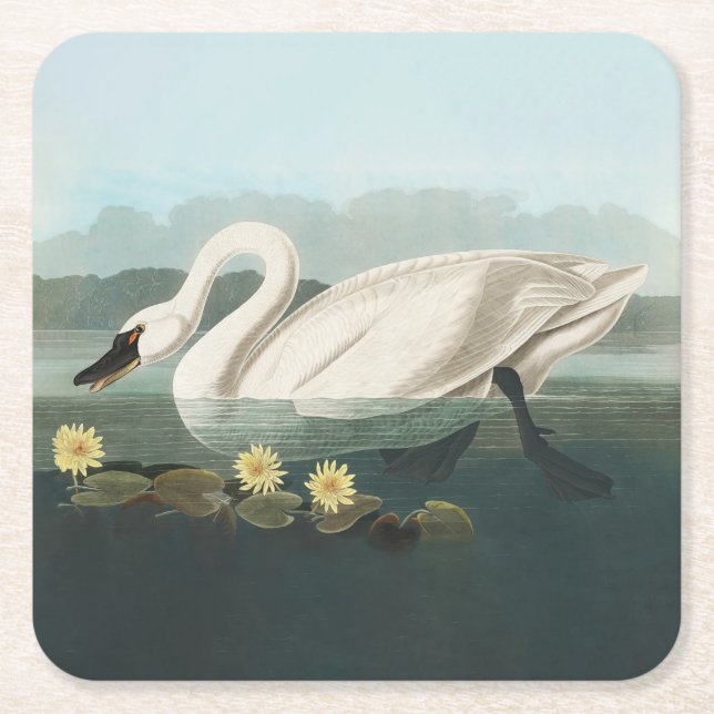 Posavasos Cuadrado De Papel cisnes de agua blanca de cisne audubon (Anverso)