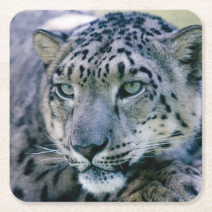 Posavasos Cuadrado De Papel Closeup de Snow Leopard