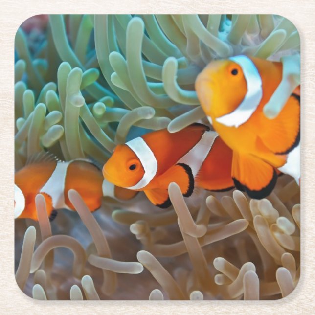Posavasos Cuadrado De Papel Clownfish (Anverso)