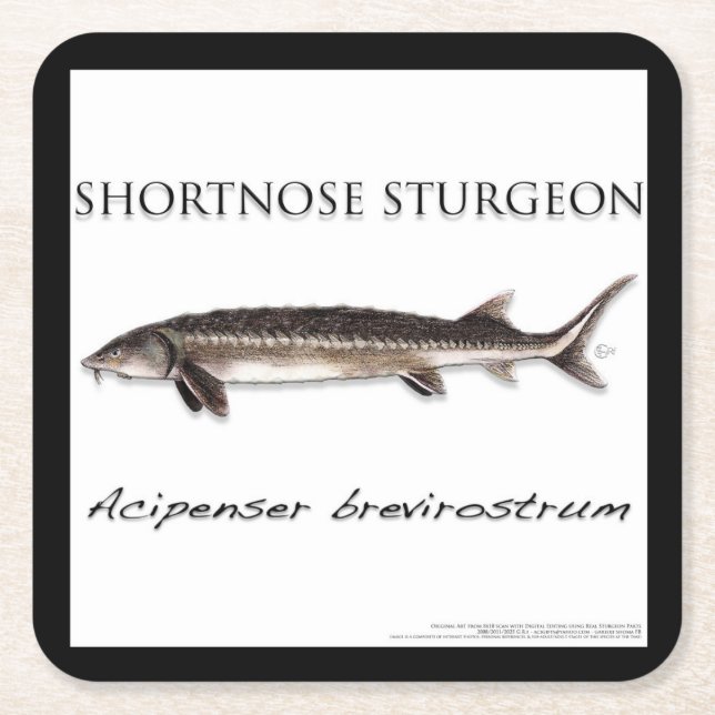 Posavasos Cuadrado De Papel COASTER - STURGEON FISH SHORTNOSE - acigifts@yahoo (Anverso)