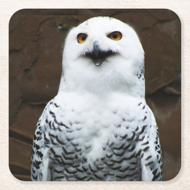 Posavasos Cuadrado De Papel Coasterca de lechuza (Anverso)