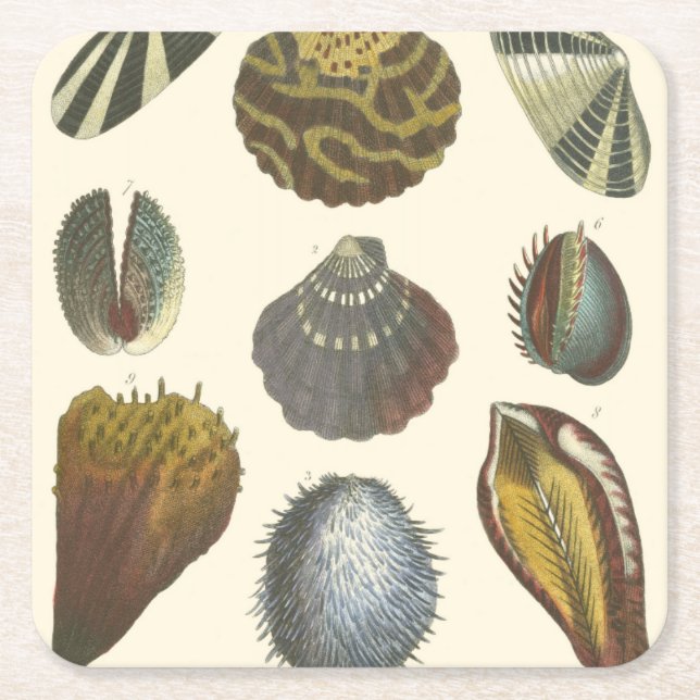 Posavasos Cuadrado De Papel Colección de la conquiliología (Anverso)