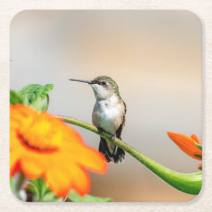 Posavasos Cuadrado De Papel Colibrí en una planta floreciente