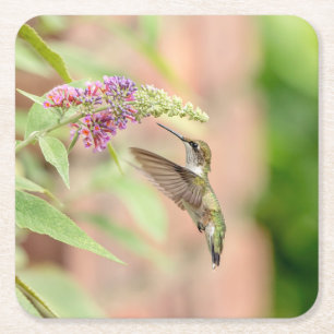Posavasos Cuadrado De Papel Colibrí en una planta floreciente