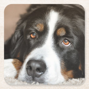 Posavasos Cuadrado De Papel colocación del perro de montaña bernese
