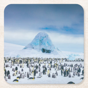 Posavasos Cuadrado De Papel Colonia del pingüino de emperador