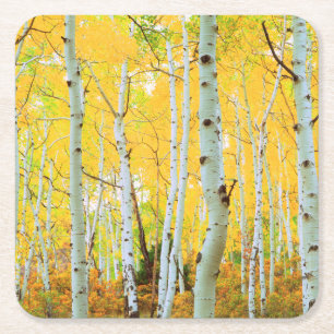 Posavasos Cuadrado De Papel Colores de otoño de árboles de Aspen 1