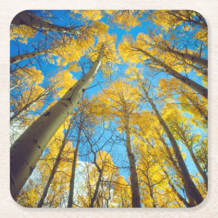 Posavasos Cuadrado De Papel Colores de otoño de árboles de Aspen 2