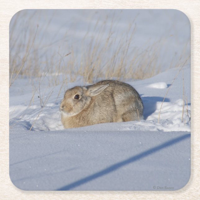 Posavasos Cuadrado De Papel Conejo de cola de algodón R5 (Anverso)