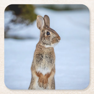 Posavasos Cuadrado De Papel Conejo en la nieve