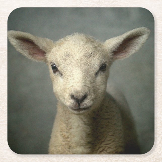 Posavasos Cuadrado De Papel Cordero recién nacido (Anverso)