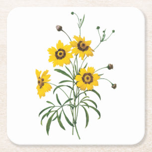 Posavasos Cuadrado De Papel coreopsis (Coreopsis elegans) de Redouté