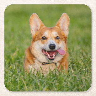 Posavasos Cuadrado De Papel Corgi lindo jugando en la hierba