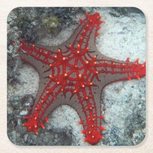Posavasos Cuadrado De Papel Corona de las estrellas de mar de las espinas en
