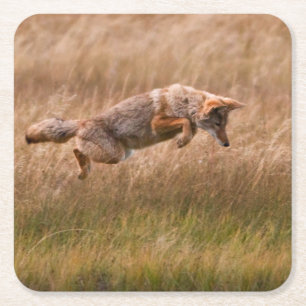 Posavasos Cuadrado De Papel Coyote que salta - prados del Gibbon