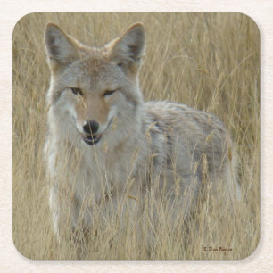 Posavasos Cuadrado De Papel Coyote R2 en hierba alta