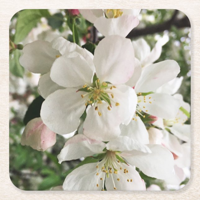Posavasos Cuadrado De Papel Crabapple floreciente (Anverso)