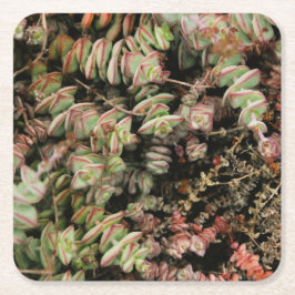 Posavasos Cuadrado De Papel Crassula perforata