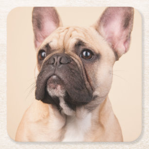 Posavasos Cuadrado De Papel Crea tu propia foto personalizada de tu mascota