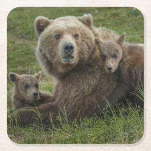 Posavasos Cuadrado De Papel Crías de oso pardo acariciando a su madre